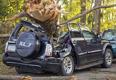 Ô tô hư hỏng do cây đổ có được bảo hiểm đền bù?