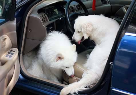 Phương pháp khử mùi hôi trên ô tô