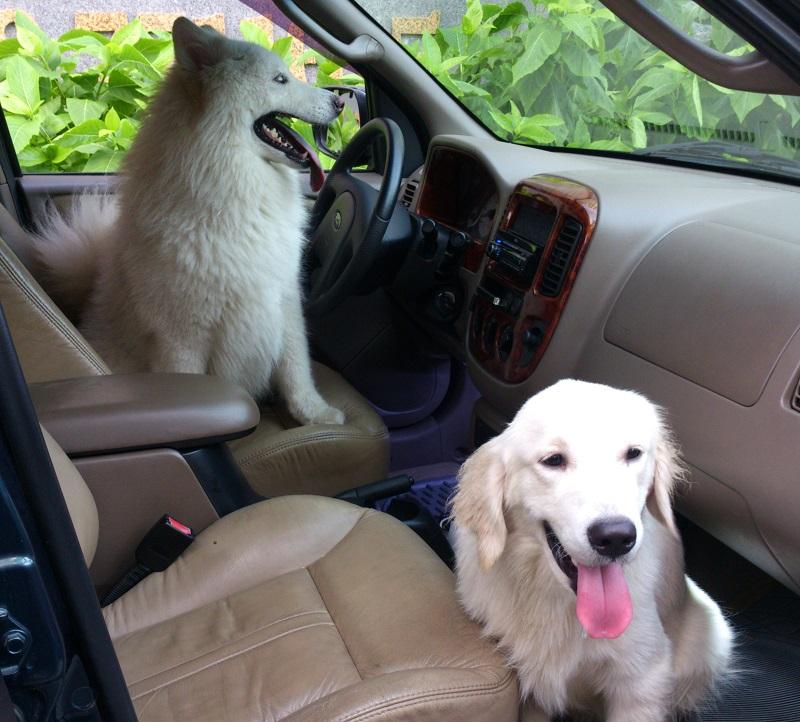 Phương pháp khử mùi hôi trên ô tô