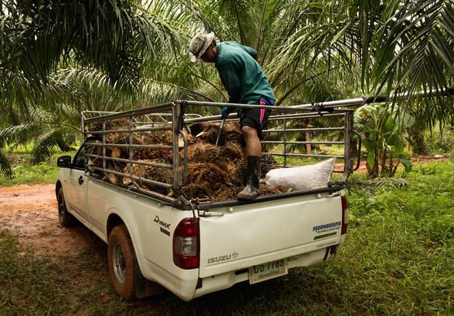 Bán tải sắp tăng giá trăm triệu, tan tành mộng mua xe giá rẻ!