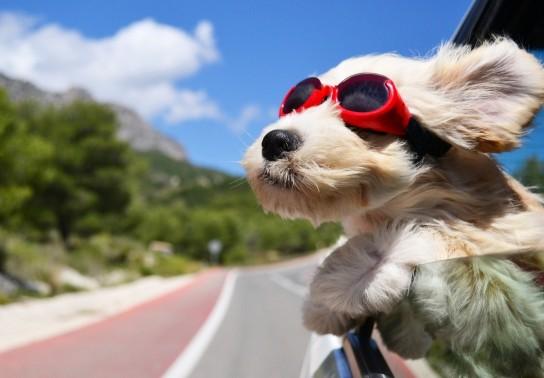 Chở chó, mèo trên xe ô tô: Cần lưu ý điều gì?