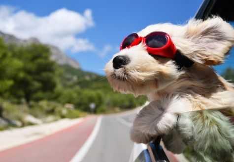 Chở chó, mèo trên xe ô tô: Cần lưu ý điều gì?