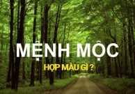 Mệnh mộc hợp màu xe gì? Chọn màu xe hợp mệnh mộc 2024