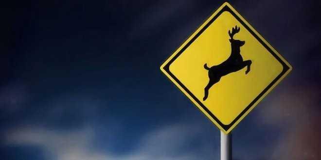 Biển báo động vật