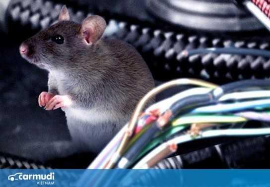 Mẹo bảo vệ hệ thống dây điện trên ô tô không bị chuột cắn