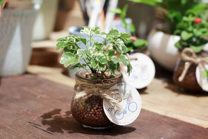 Cây xanh phong thủy