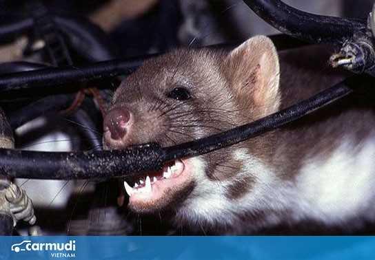 Tổng hợp những cách chống chuột phá ô tô trong mùa dịch