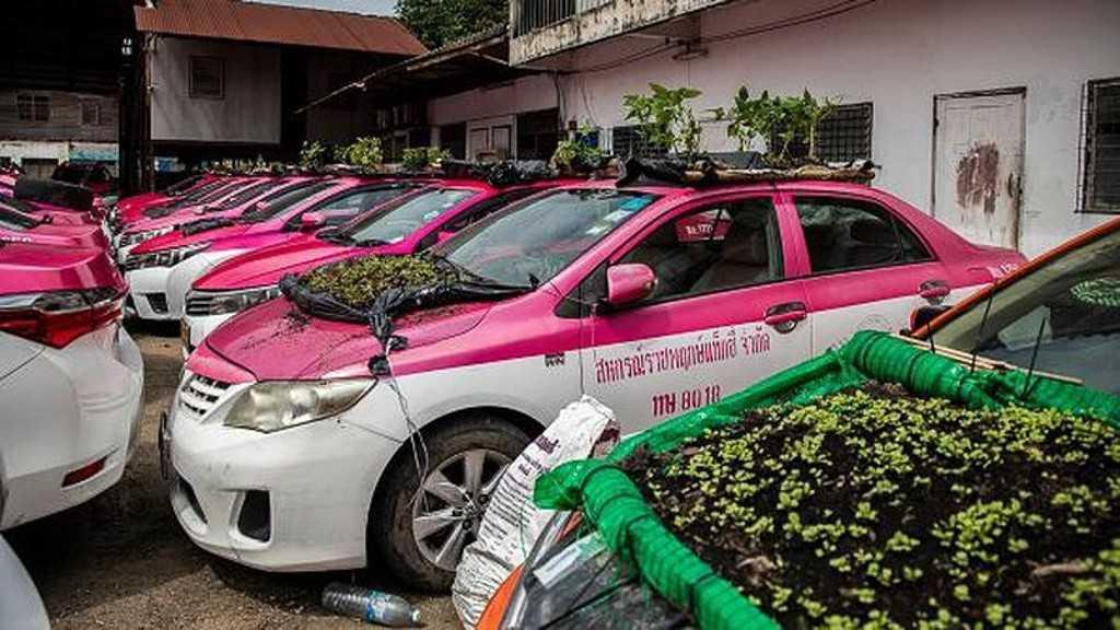 Rau được trồng trên mui xe