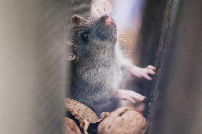 C&aacute;ch ngăn ngừa chuột v&agrave; c&aacute;c lo&agrave;i g&acirc;y hại cho xe hơi-1