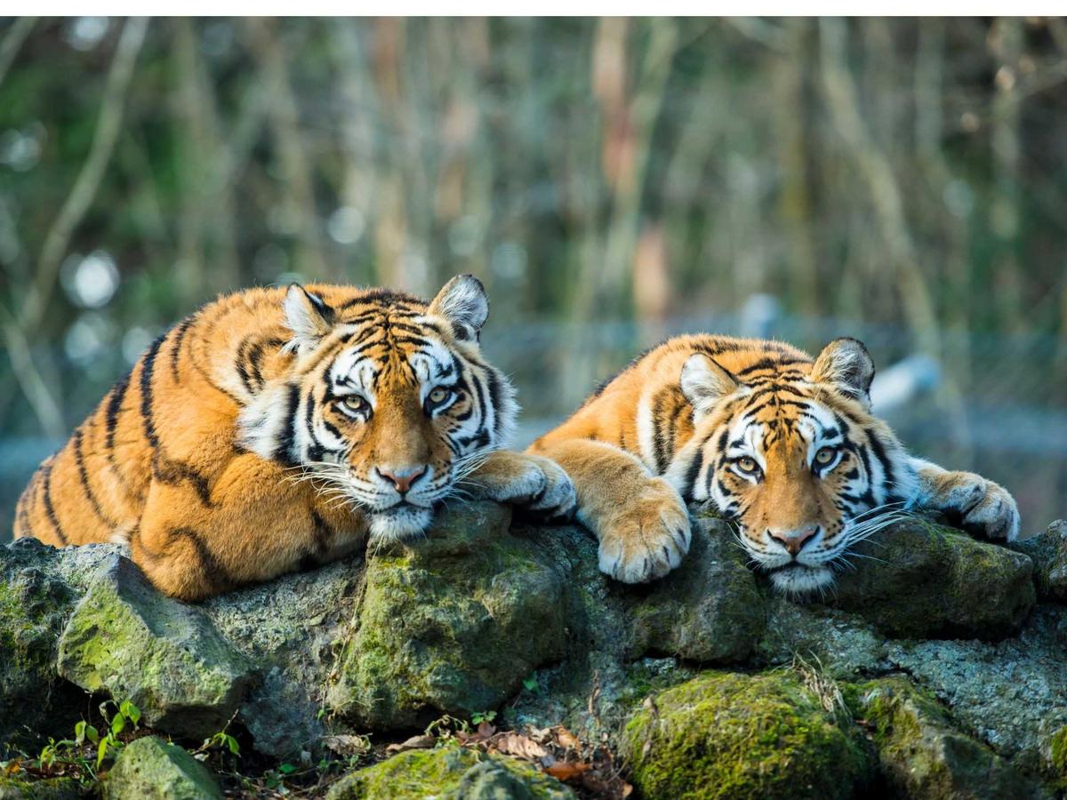 Màu xe giúp người tuổi Dần vượng phát năm 2023